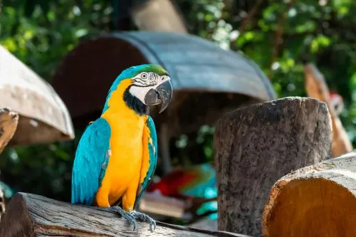 The Blue-and-yellow Macaw, a beautiful neotropical parrot with about 2,500 to 5,000 remaining on earth today as they are an endangered speices.