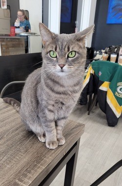 A cat named Piper.