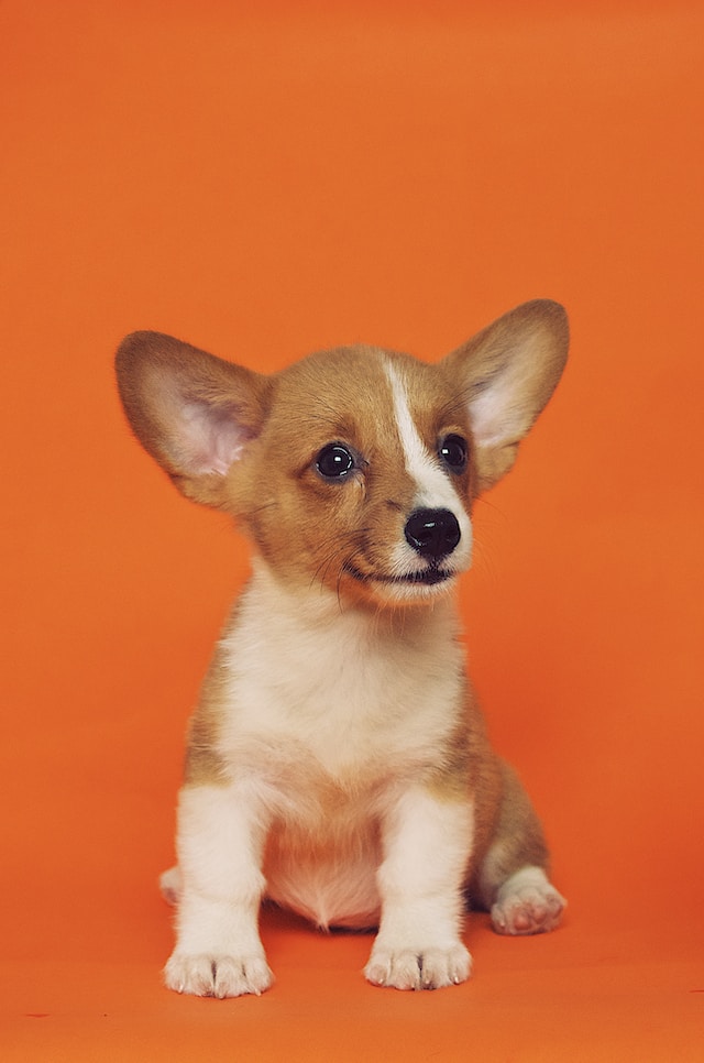 A Dog named Foxy.
