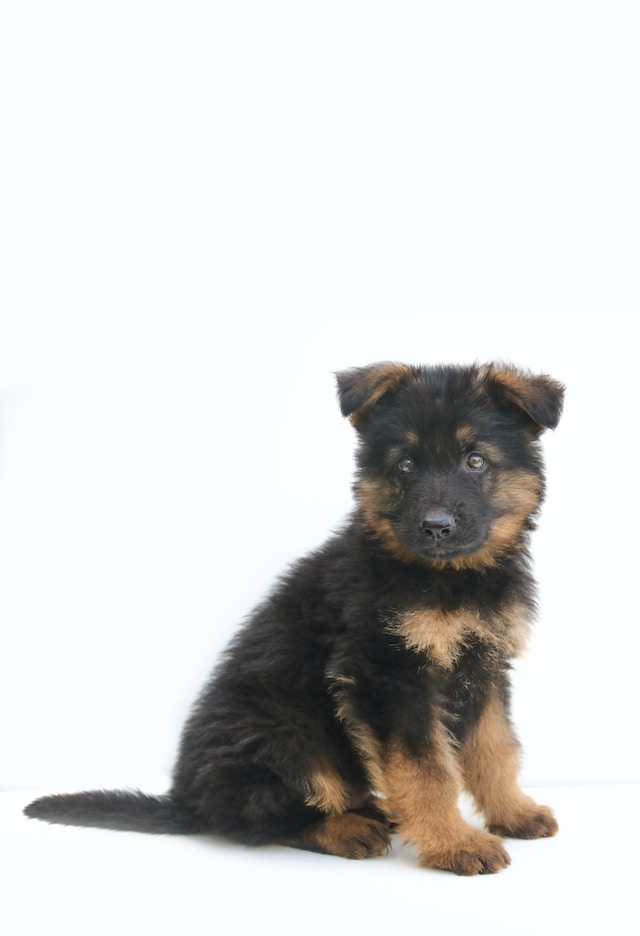German Shepard Puppy named Tank.