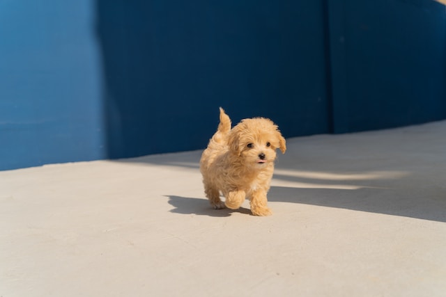 Dog named teddy.
